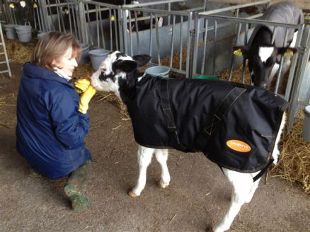 One of the calfs sporting their new jacket!